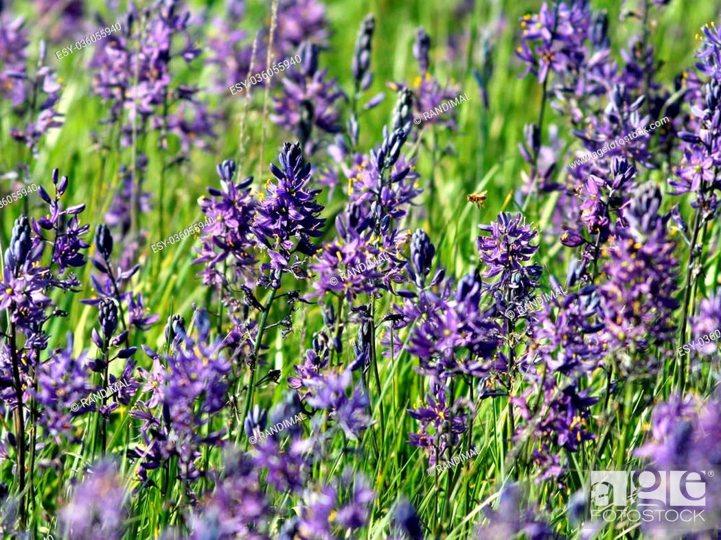 Stock Photo: Field of Great Camas Flowers with Bee.