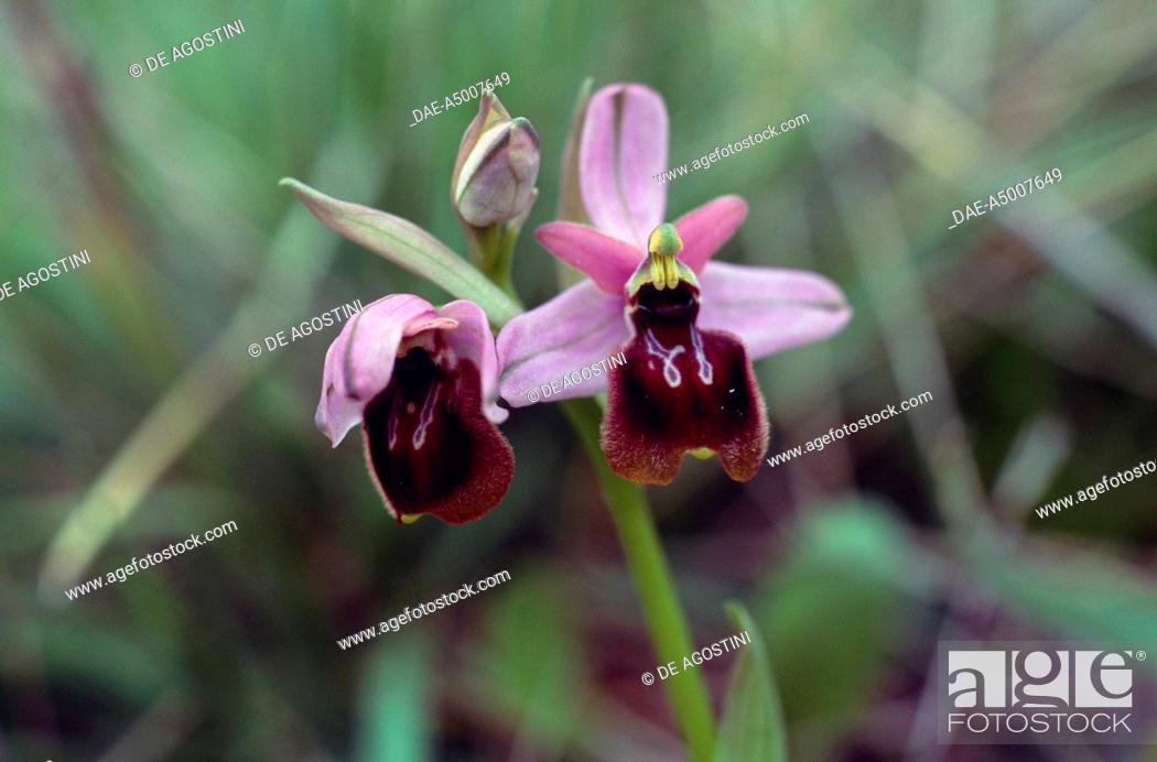 Stock Photo: Hybrid between Ophrys argolica biscutella and Ophrys holosericea chestermanii, Orchidaceae.