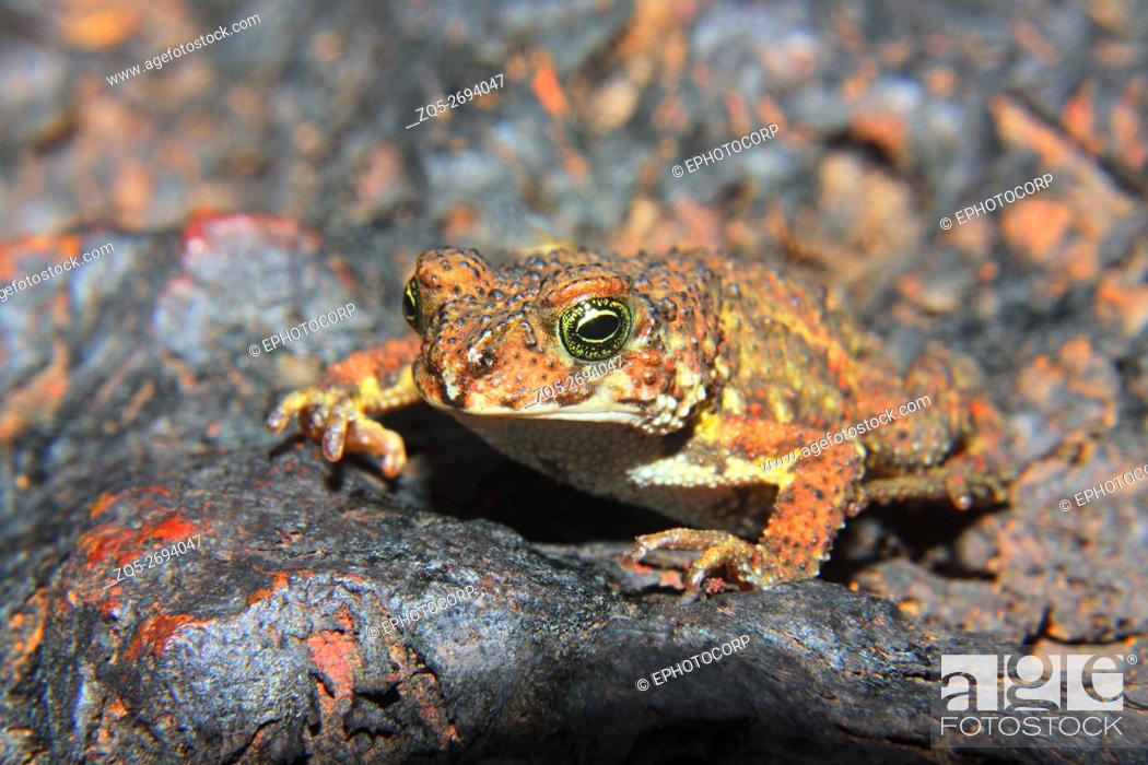 Stock Photo: Name: Amboli Toad (Xanthophyrne tigerinus) Location: Amboli, Maharashtra.