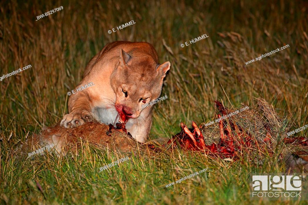 insalubre Profeta Testificar puma, mountain lion, cougar (Puma concolor, Profelis concolor), feeding on  Guanaco, Chile, Foto de Stock, Imagen Derechos Protegidos Pic. BWI-BS297069  | agefotostock