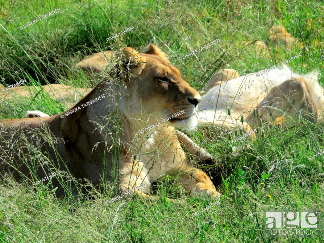 Stock Photo: Lions are seen at the Moreson Ranch, a lion breeding ranch in Vrede, South Africa, 10 January 2015. Photo: Sinikka Tarvainen/dpa | usage worldwide.