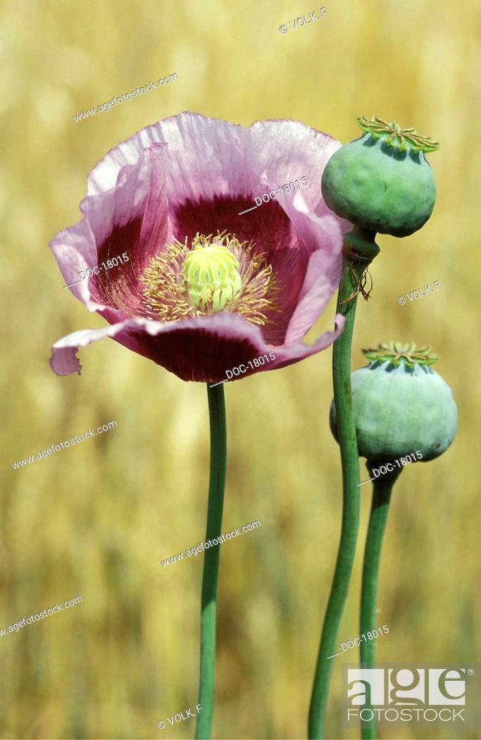 Stock Photo: Opium poppy bloom and buds on plantation.
