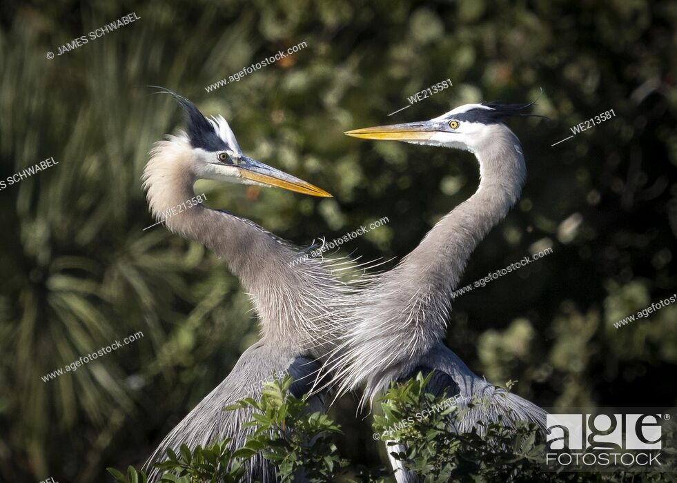 Stock Photo: Two Great Blue Herons looking at each other forming a heart.