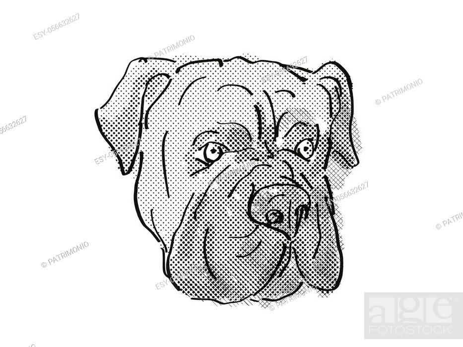 Retro cartoon style drawing of head of a Bullmastiff or silent watchdog,  Stock Photo, Picture And Low Budget Royalty Free Image. Pic. ESY-056632627  | agefotostock