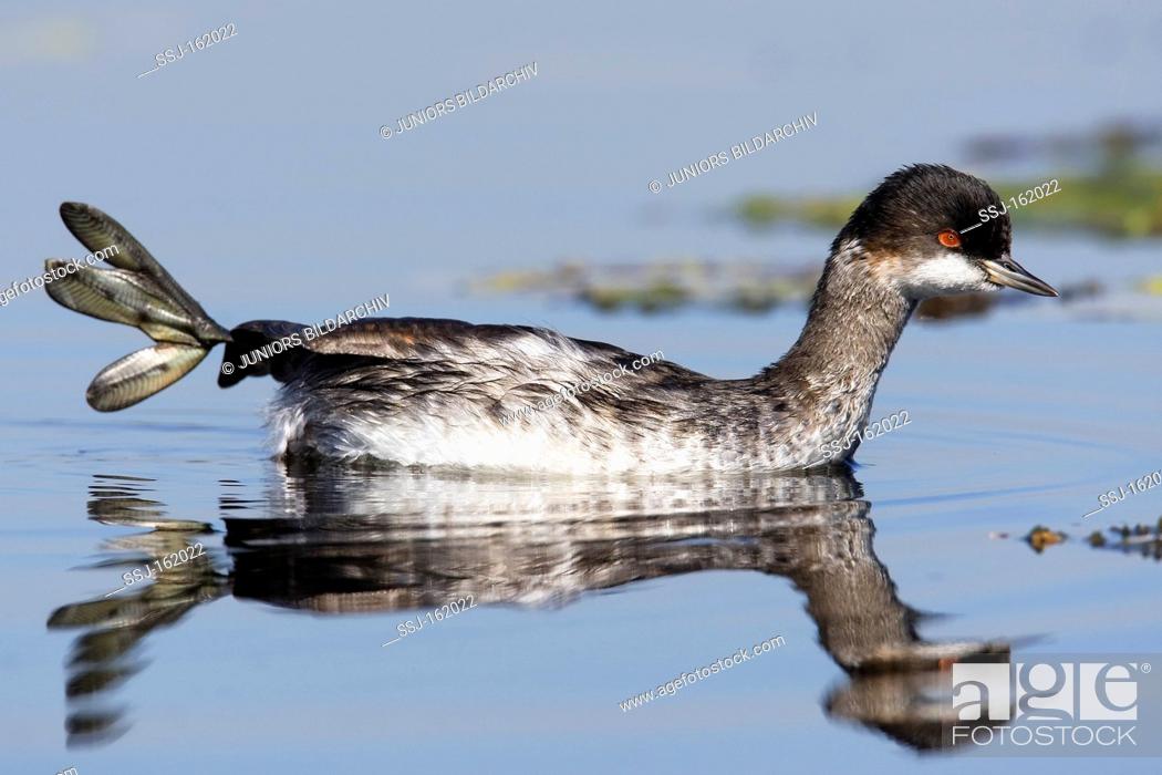 Stock Photo: Black-necked Grebe - swimming / Podiceps nigricollis.