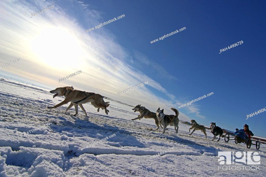 Stock Photo: A musher sets off with his dogs during the first dog sled race of 2016 in Hasselfelde, Germany, 09 January 2016. Due to a lack of snow.