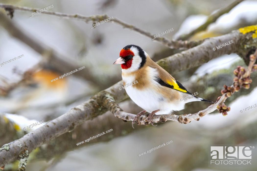 Stock Photo: Europe, France, Alsace, Obernai, European Goldfinch (Carduelis carduelis), posed in a cherry tree in winter with snow.