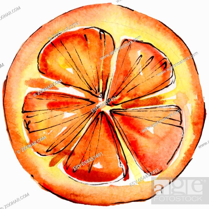 Stock Photo: Exotic citruses healthy food in a watercolor style isolated. Full name of the fruit: citruses. Aquarelle wild fruit for background, texture.