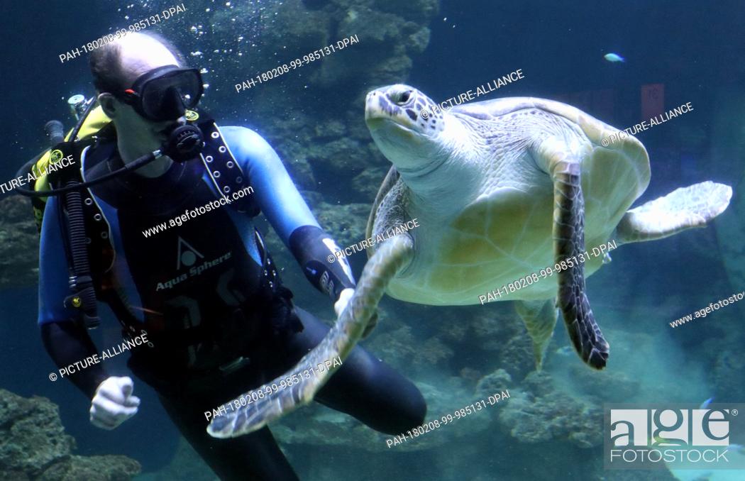 Stock Photo: Diver Mirko Becker tries to pull a green turtle out of the water at the German Oceanographic Museum in Stralsund, Germany, 8 February 2018.