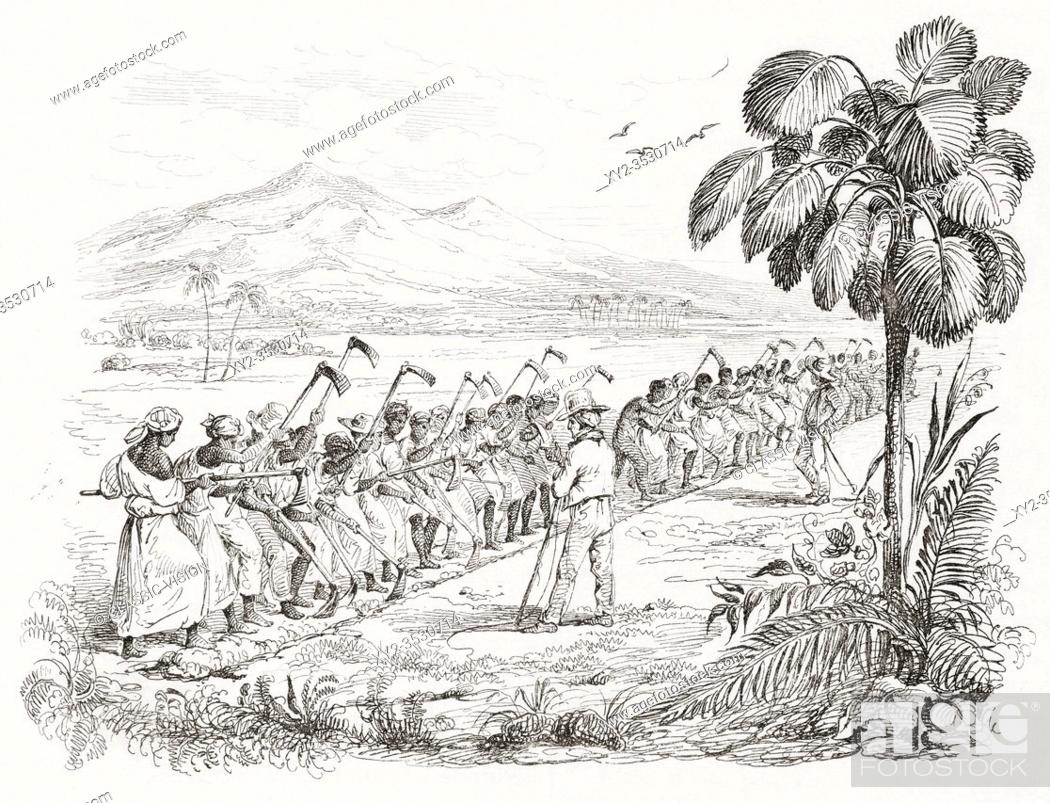 A field gang of slaves working on a plantation guarded by overseers in  Martinique circa 1826, Stock Photo, Picture And Rights Managed Image. Pic.  XY2-3530714 | agefotostock