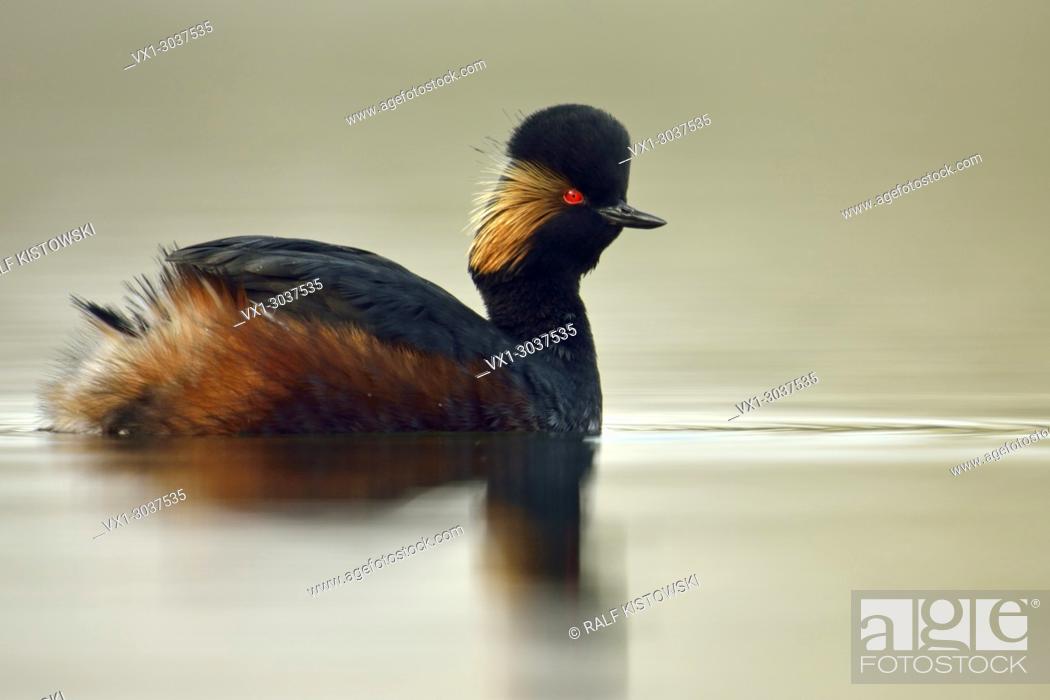 Stock Photo: Black necked Grebe / Eared Grebe ( Podiceps nigricollis ), adult in breeding dress, bright red eyes, swimming on calm water, close by, wildlife, Europe.