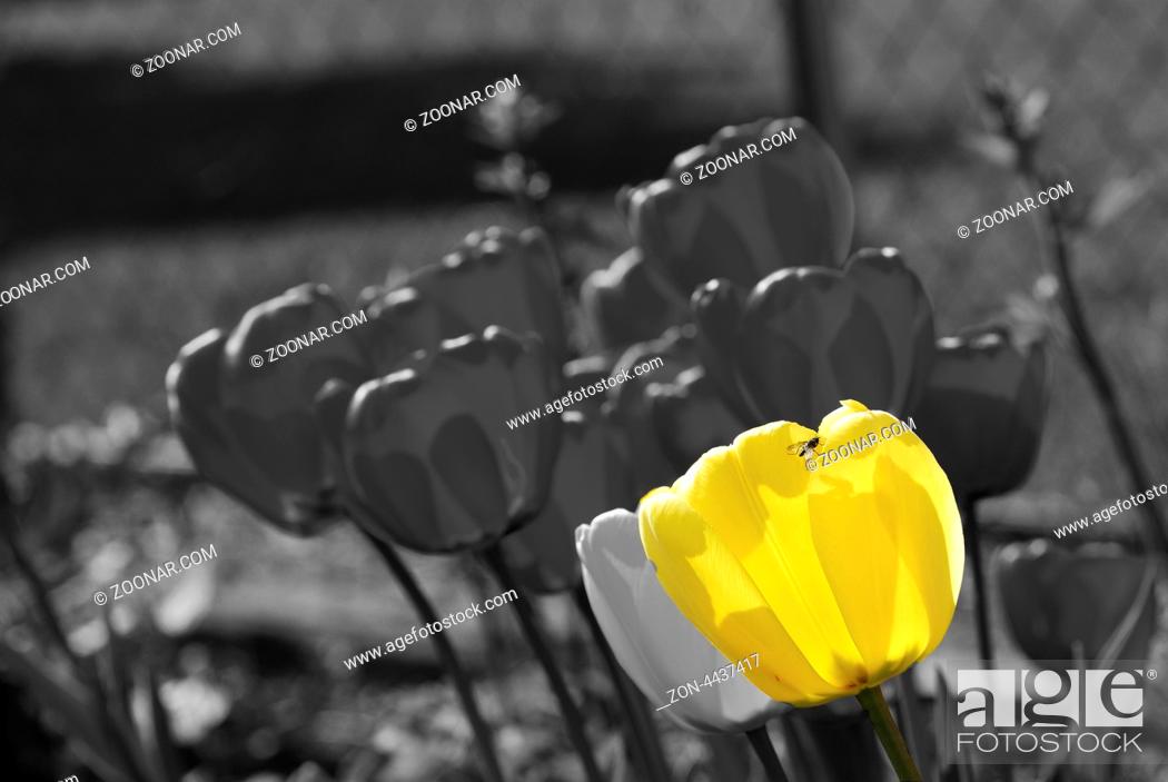 Stock Photo: gelbe tulpe und viele graue fotomontage.