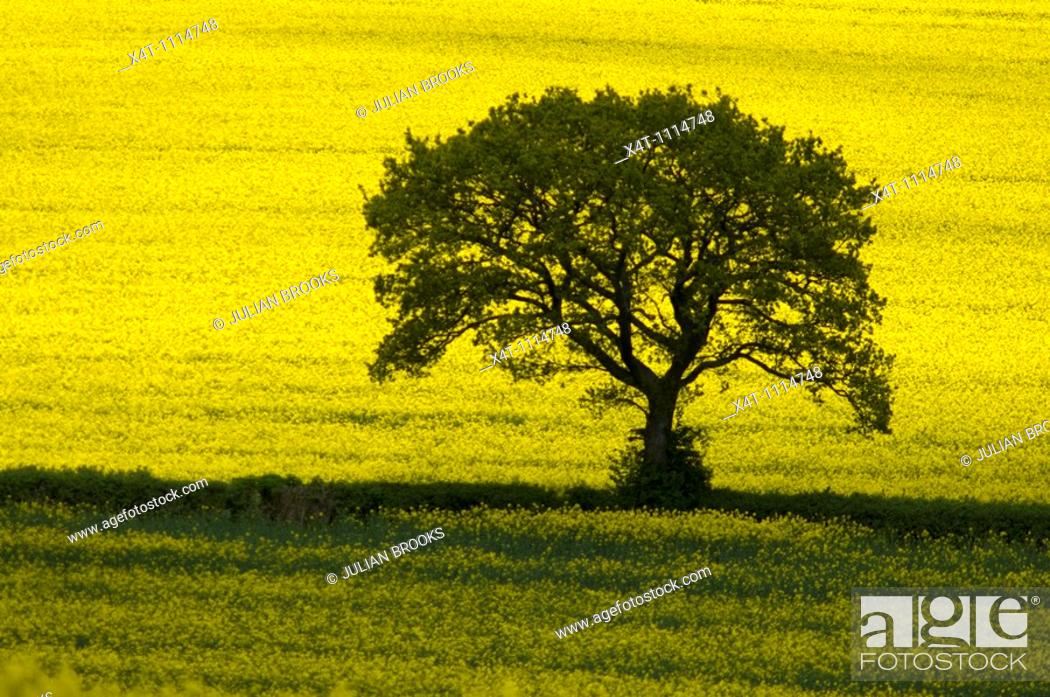 Stock Photo: A single tree standing out against yellow oil-seed rape fields in the Cotswolds.