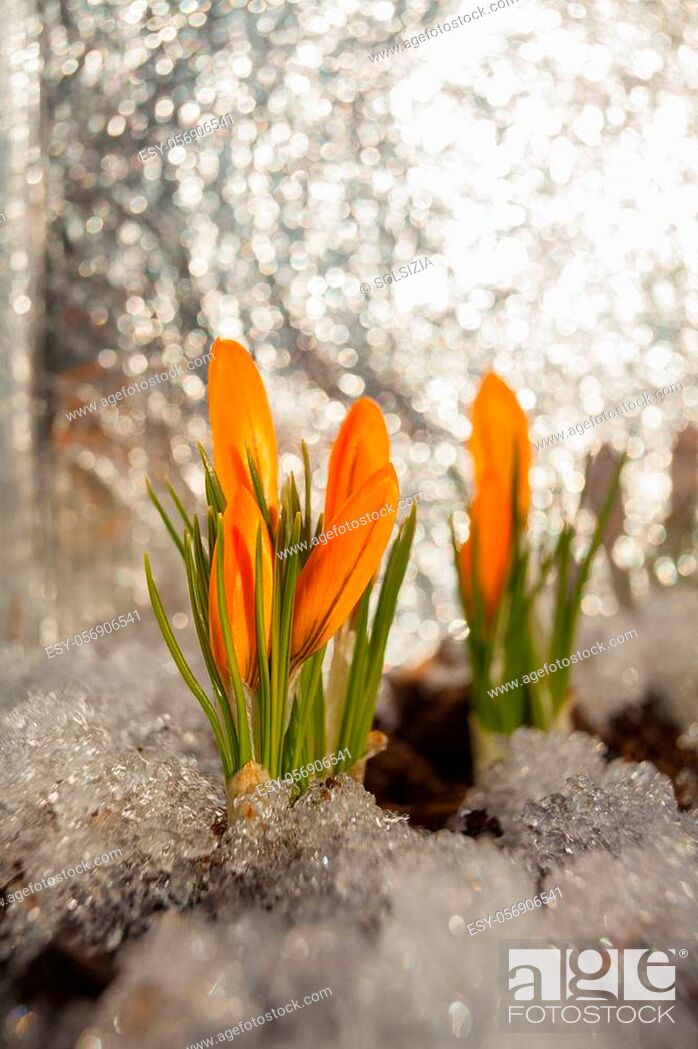 Stock Photo: beautiful spring crocus flower on the background image.