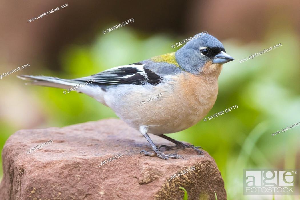 Stock Photo: Common Chaffinch (Fringilla coelebs africana), adult male standing on a stone in Morocco.