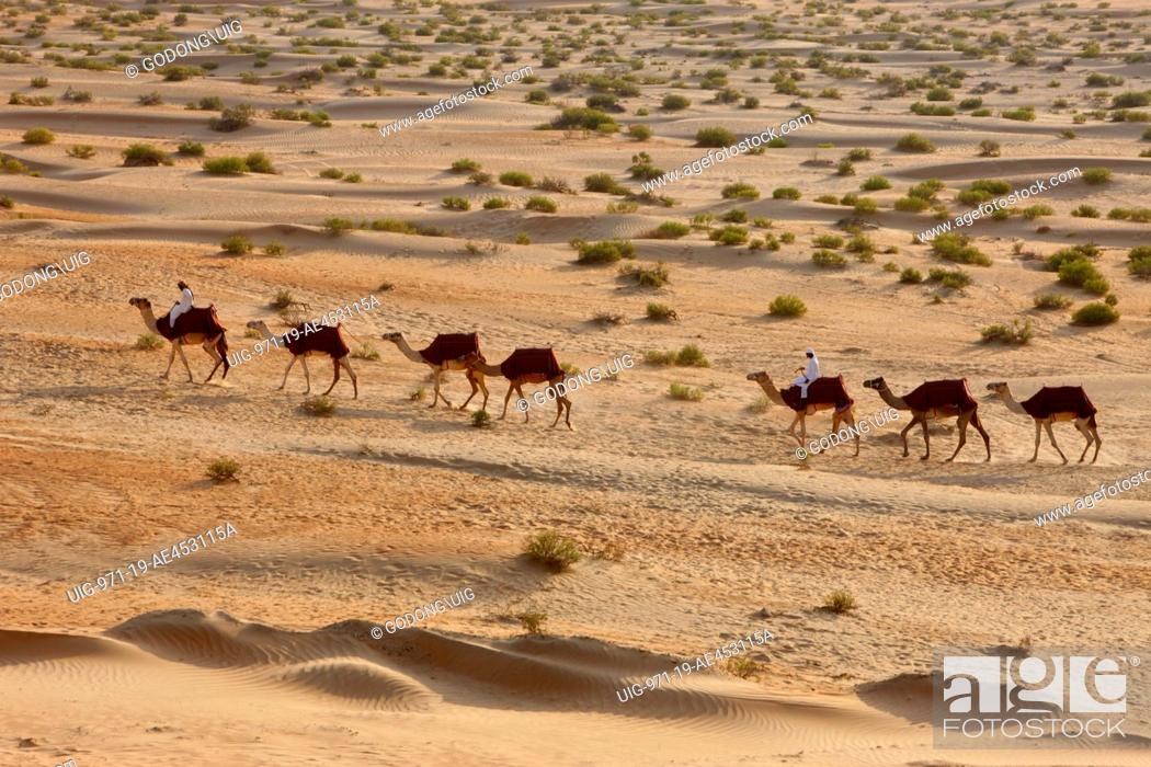 Camels in Liwa desert, Abu Dhabi, United Arab Emirates, Stock Photo,  Picture And Rights Managed Image. Pic. UIG-971-19-AE453115A | agefotostock