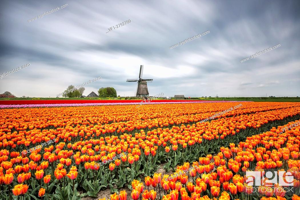 Stock Photo: Spring clouds on fields of multicolored tulips and windmill Berkmeer Koggenland North Holland Netherlands Europe.
