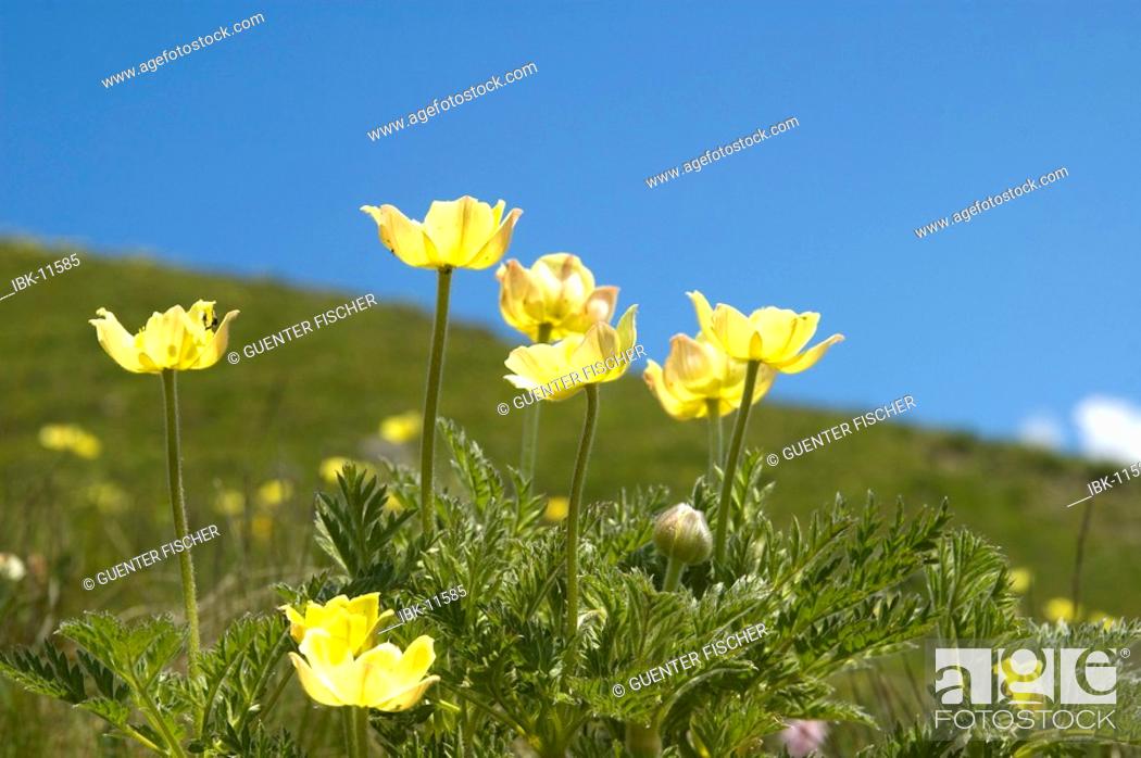 Imagen: Alpine Pasque Flower, Pulsatilla alpina subsp. apiifolia, Valais, Switzerland.
