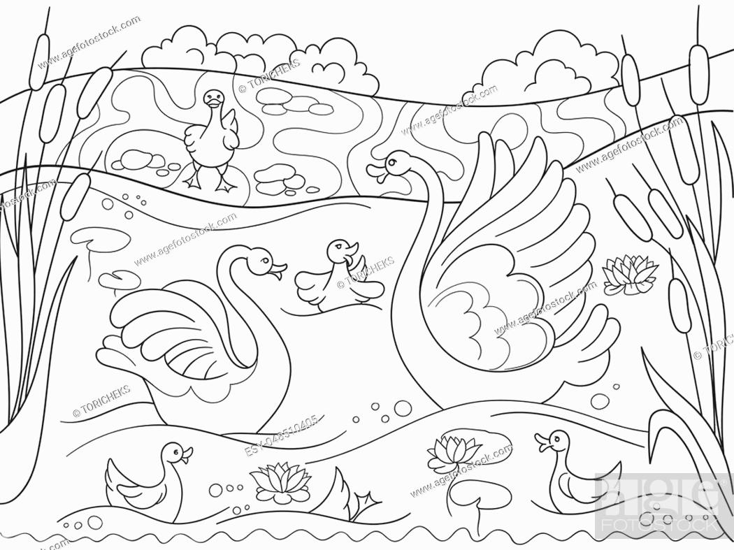 Childrens coloring book cartoon family of Swan on nature, Stock Vector,  Vector And Low Budget Royalty Free Image. Pic. ESY-048510405 | agefotostock