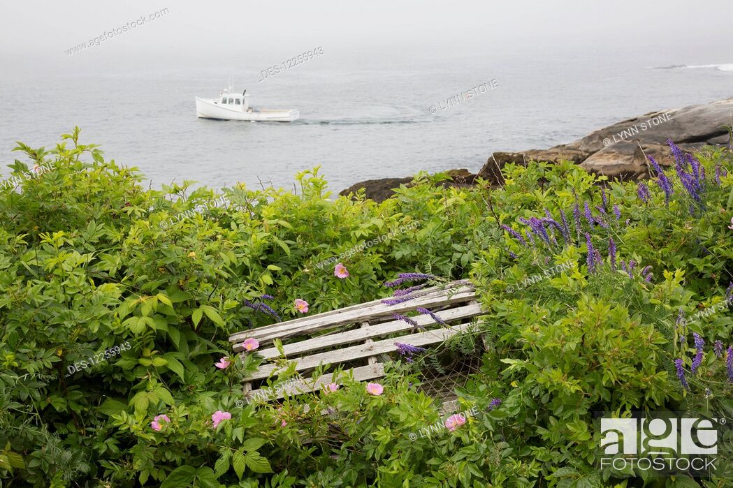 Stock Photo: Lobster trap among wild roses and vetch above rocky beach with lobster boat working in the background, Pemaquid Peninsula; Maine, United States of America.