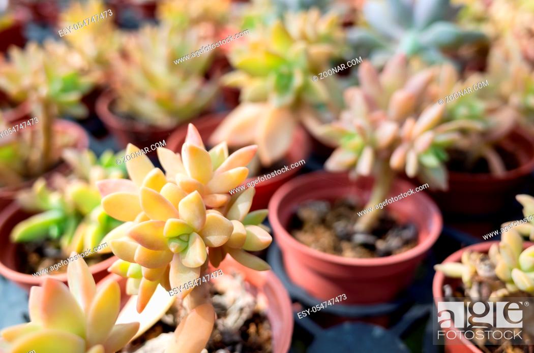 Stock Photo: various fresh cactus in the flower pot at the farm.