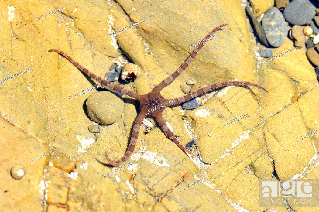 Stock Photo: Smooth brittle star (Ophioderma longicauda) is a brittle star that feeds on small invertebrates and carrion. This photo was taken in Cap Ras, Girona province.