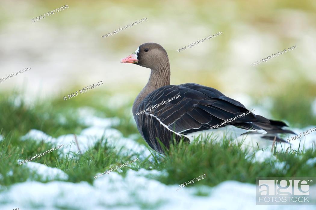 Stock Photo: White-fronted Goose / Arctic Goose ( Anser albifrons ) resting on a meadow in winter, snow, wildlife, Europe.