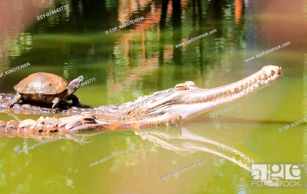 Stock Photo: Turtle ride on crocodile back.