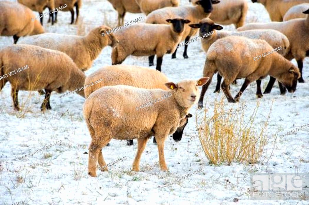 Stock Photo: sheep in snow.