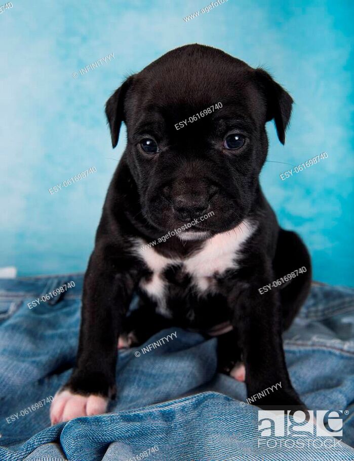 Black And White American Staffordshire Terrier Dog Or Amstaff Puppy On Blue  Background, Stock Photo, Picture And Low Budget Royalty Free Image. Pic.  Esy-061698740 | Agefotostock