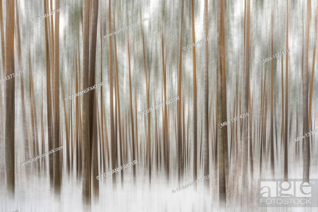 Stock Photo: Forest in winter, covered in deep snow.