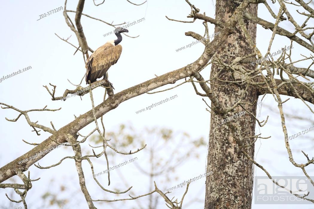 Stock Photo: Slender-billed Vulture (Gyps tenuirostris) perched on branch. This species has been listed as Critically Endangered on the IUCN Red List. Nepal.