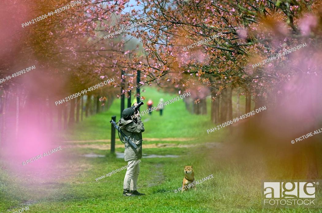 Stock Photo: 06 May 2021, Brandenburg, Teltow: A man with a dog takes a photo of the Japanese TV Asahi cherry blossom avenue on the former Wall strip on the state border.