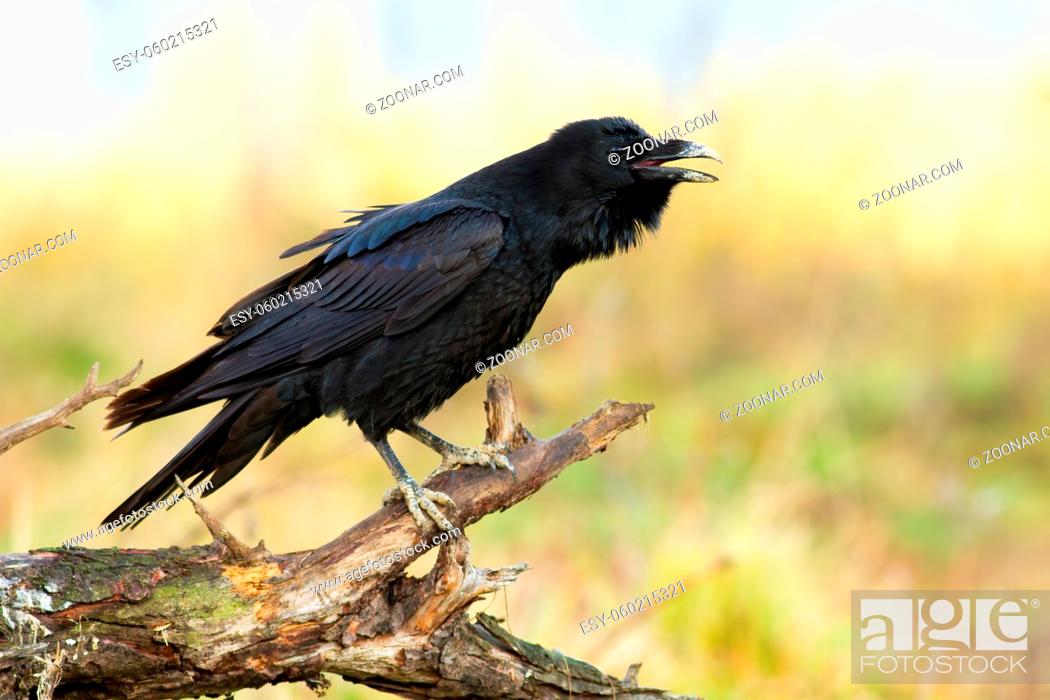 Stock Photo: Common raven, corvus corax, calling on wood in springtime nature. Dark bird with open beak on tree in spring. Feathered animal sitting on branch in dry.