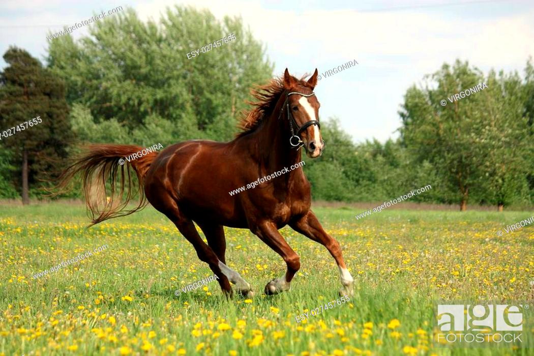 Stock Photo: Chestnut beautiful horse galloping at the meadow with flowers.