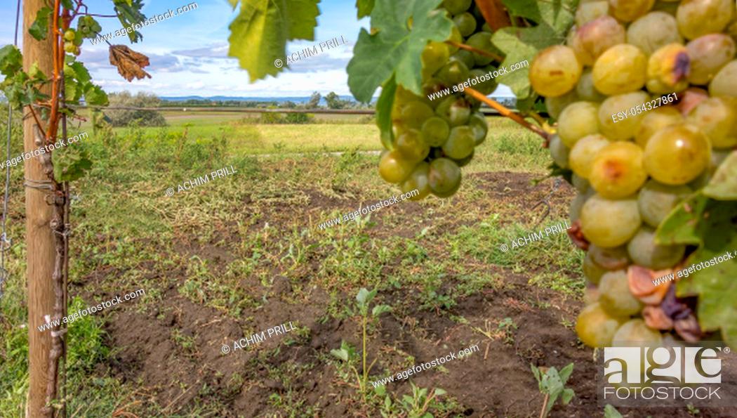 Stock Photo: scenery including some grapevine plants around Illmitz in a area named Burgenland in Austria.