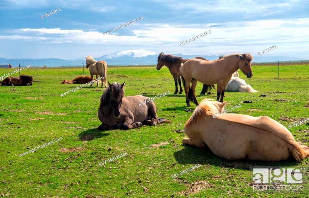 Stock Photo: A herd of Icelandic horses in a pasture in Iceland.