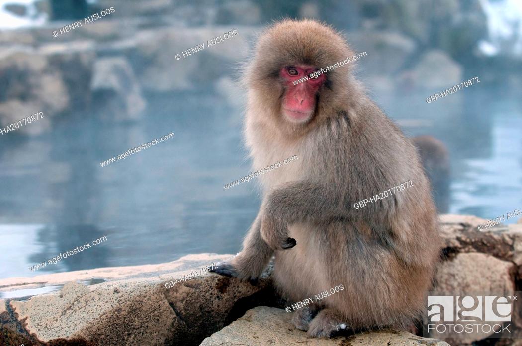 Stock Photo: Monkey-Japanese, Macaca fuscata (Macaque Japon) Japan, 2017.