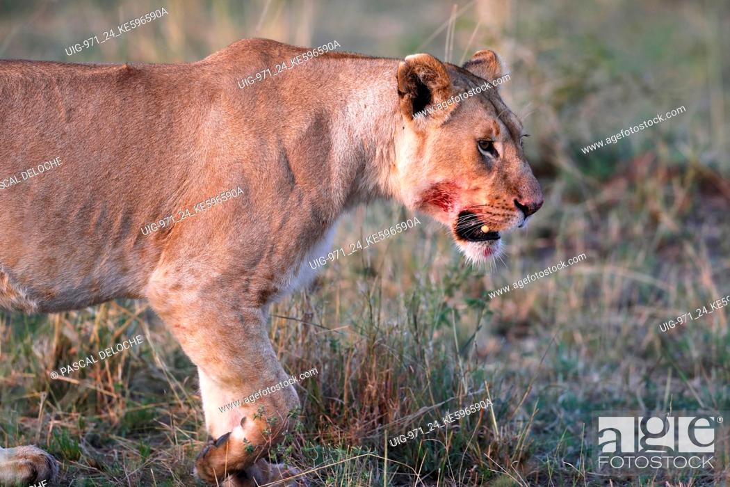 Stock Photo: Lioness (Panthera leo) in savanna. Masai Mara National Park. Kenya.