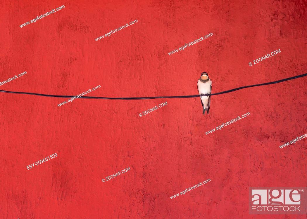 Stock Photo: Alone swallow bird sitting on a wire at red background.
