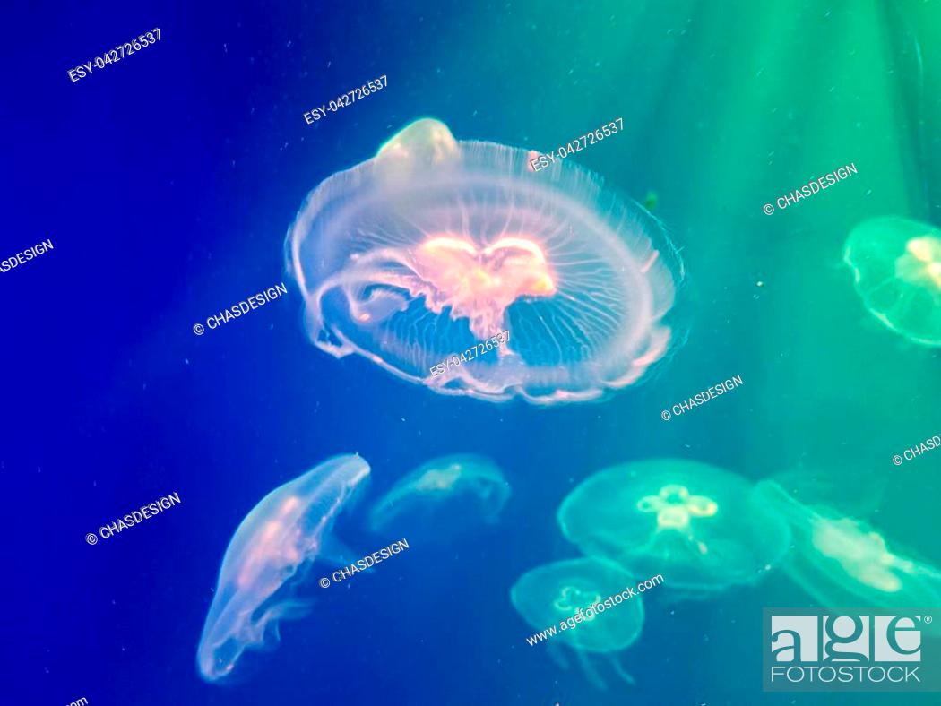 Exotic saltwater jellyfish swimming in a big aquarium. Tropical ocean  animals in the fish tank with..., Stock Photo, Picture And Low Budget  Royalty Free Image. Pic. ESY-042726537 | agefotostock