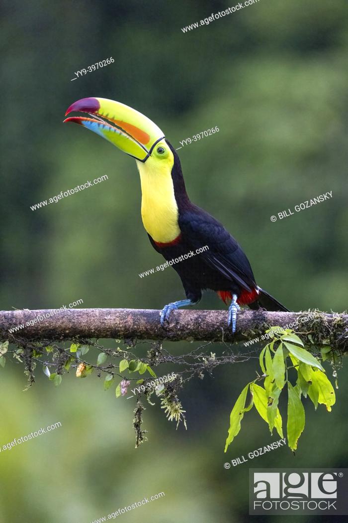 Stock Photo: Keel-billed toucan (Ramphastos sulfuratus) - La Laguna del Lagarto Eco-Lodge, Boca Tapada, Costa Rica.