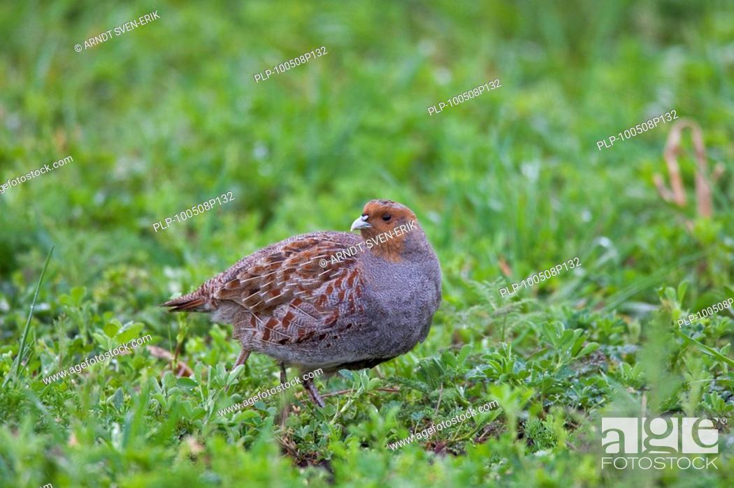 Stock Photo: Grey Partridge Perdix perdix cock in meadow, Germany.