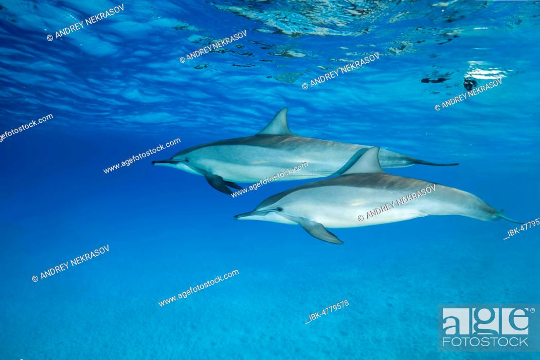 Stock Photo: Pair of Spinner Dolphins (Stenella longirostris) swim over sandy bottom, Red Sea, Sataya Reef, Marsa Alam, Egypt.