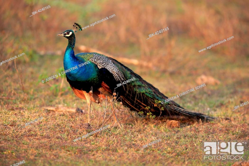 Stock Photo: Indian peafowl (Pavo cristatus), adult male, alert, Bundala National Park, Sri Lanka.