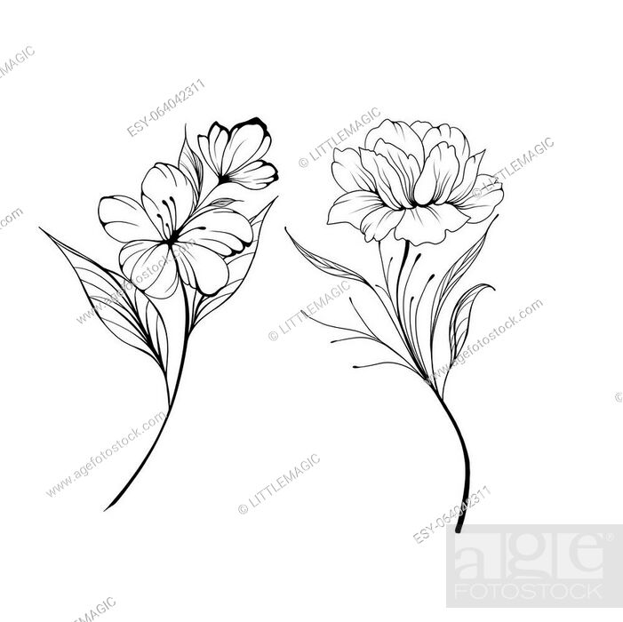 Sketch of outline daisy flower coloring book hand drawn vector illustration  artistically engraved ink art blossom narcissus flowers isolated on white  background clip art. 19015991 Vector Art at Vecteezy