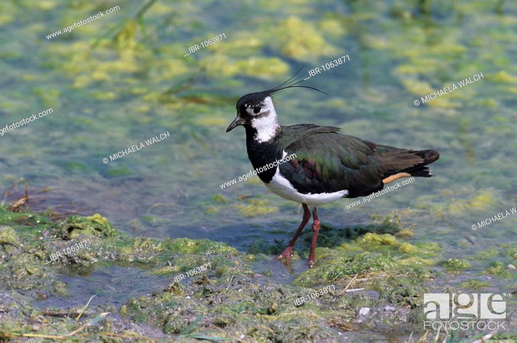 Stock Photo: Northern Lapwing (Vanellus vanellus) walking in shallow water.