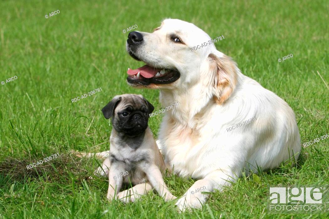Golden Retriever and Pug, puppy, Stock Photo, Picture And Rights