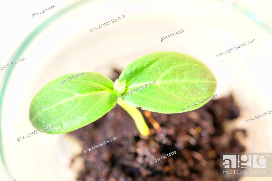 Stock Photo: Plant research, conceptual image.