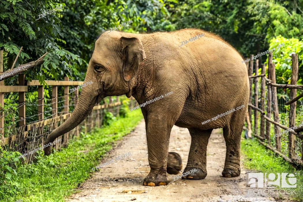 Stock Photo: Big elephant in the Elephant Nature Park; a sanctuary and rescue centre for elephants in Mae Taeng District, Chiang Mai Province, Northern Thailand.
